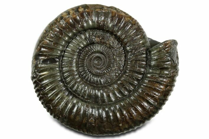 Jurassic Ammonite (Dactylioceras) Fossil - England #351149